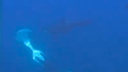 Orcas und ihr außergewöhnliches Jagdverhalten