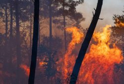 Waldbrände in Südeuropa: Spanien und Frankreich im Kampf gegen die Flammen