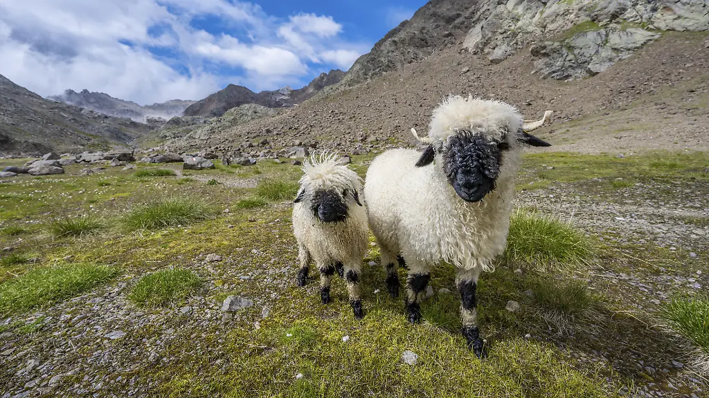 Blitzeinschlag in Schweizer Alpen führt zu Schaftod