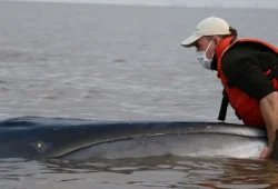 Rettungsaktion für Seiwal im Río de la Plata