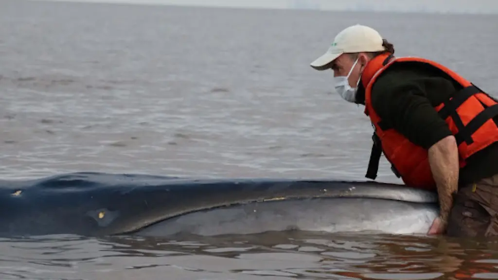 Rettungsaktion für Seiwal im Río de la Plata