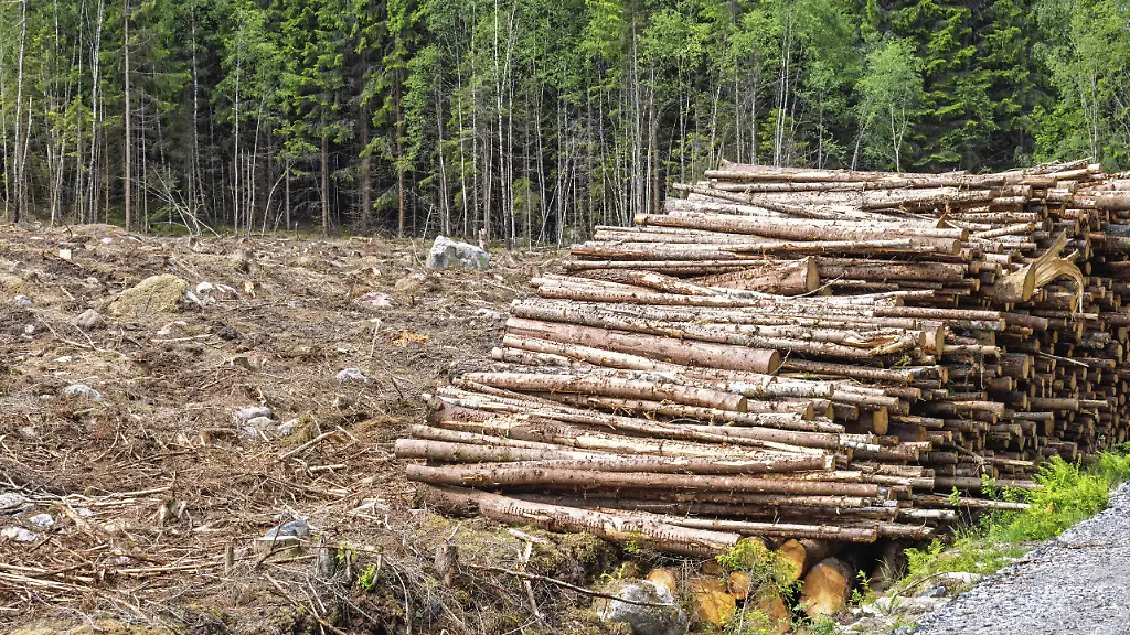 Strengere Regeln für Kaffee und Waldschutz-Ausnahmen bei Rinderhäuten