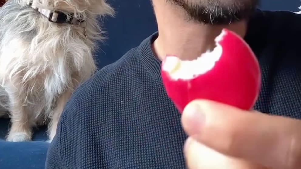 Babybel-Gate: Wissen Sie, wie man Babybel richtig isst?