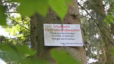 Gefährliche Infektion durch den Fuchsbandwurm