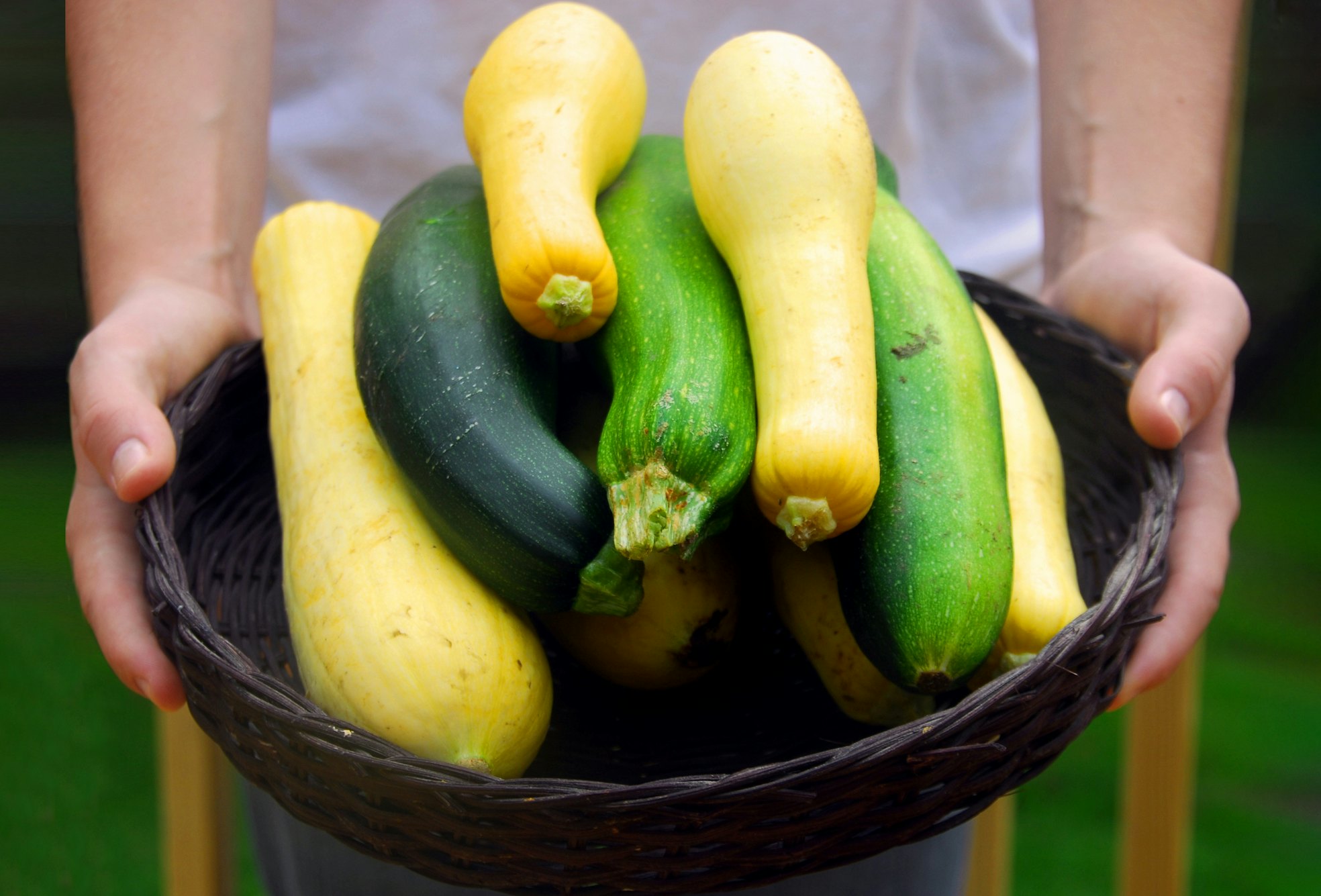 Zucchini im Gemüsegarten: Ernte und Verwendung