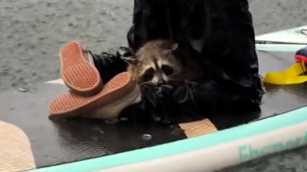 Überraschende Begegnung: Waschbär im Regenfluss