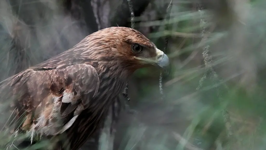 Kaiseradler „Feliks“ kehrt nach Serbien zurück