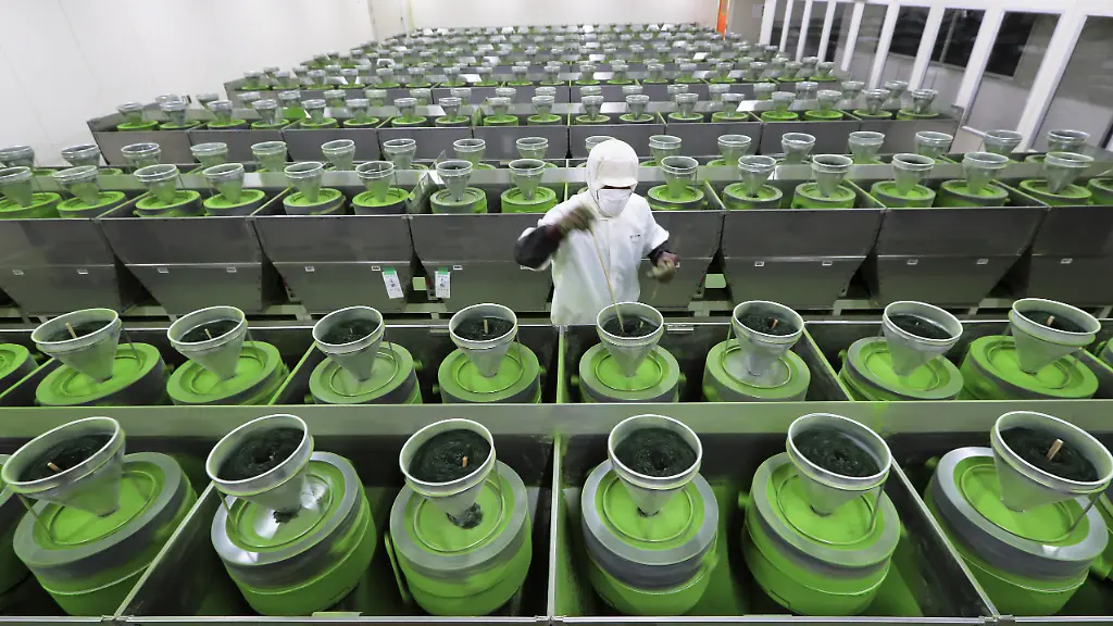 Matcha-Boom Treibt Japans Lebensmittelexporte auf Rekordhoch