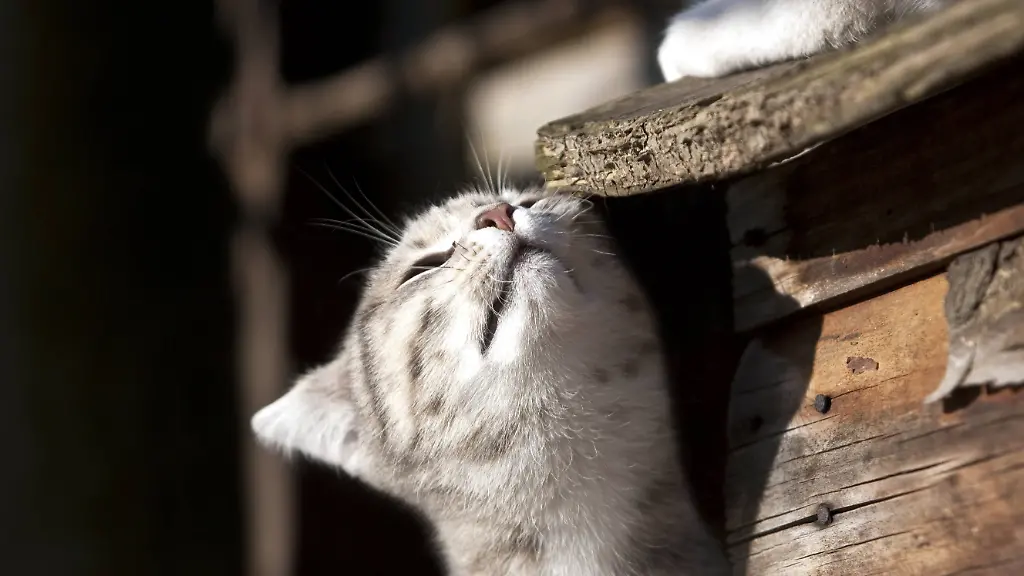 Katzen erkennen Artgenossen an Duftmarken im Urin