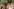 Marcant: Der neue Trend in politischem Streaming
