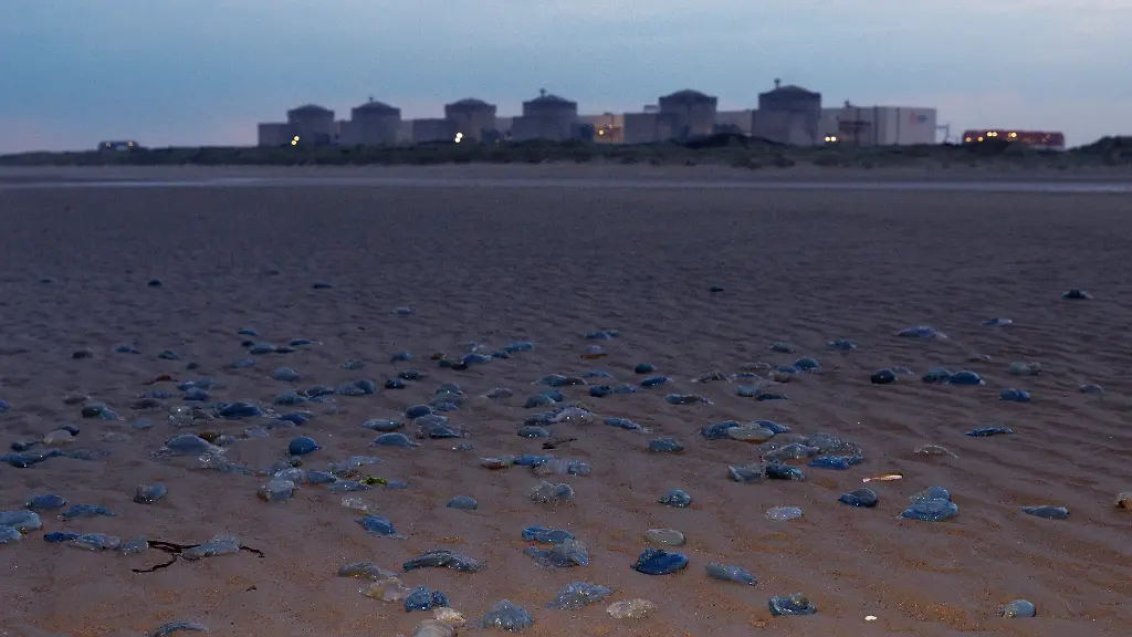 Quallenplage führt zur Abschaltung von Reaktoren in Frankreich