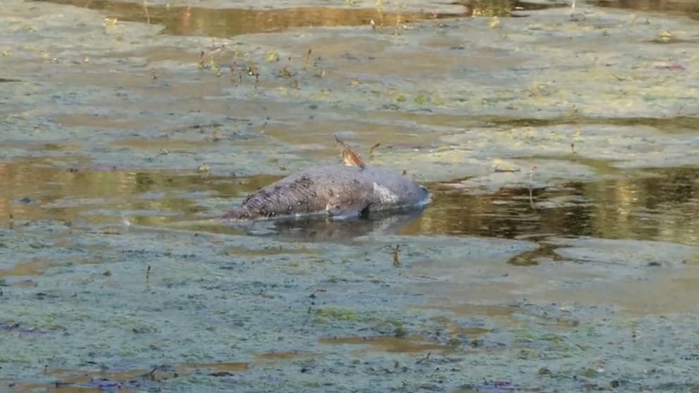 Umwelteinflüsse und ihre Wirkung auf Fische im Rhein