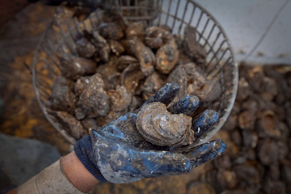 Austerndiebstahl in Australien: Muscheln im Wert von über 215.000 Euro gestohlen