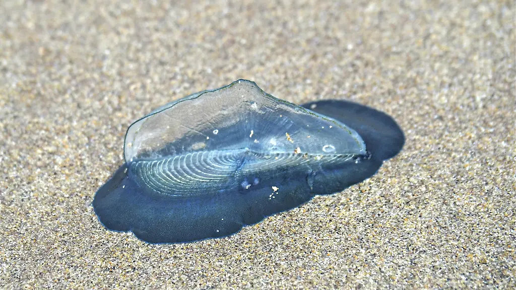 Subtropische Segelqualle erstmals an deutschen Strand gesichtet: Warnung vor gefährlicheren Arten