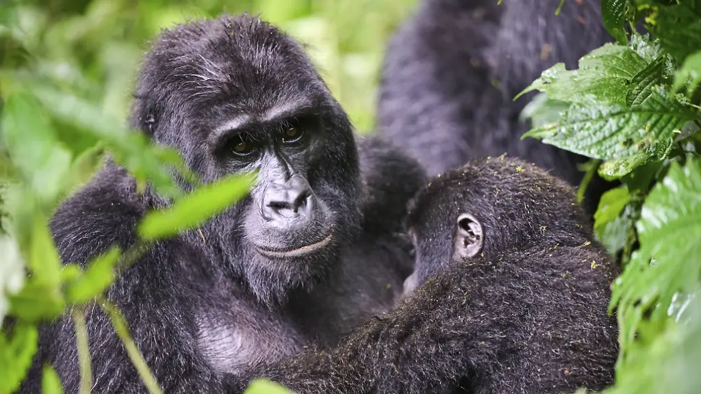 Zahl der Berggorillas nimmt zu