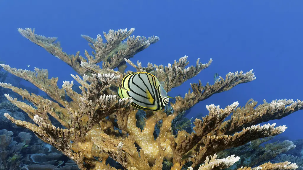 Erholung des Great Barrier Reef durch Sommermonsun
