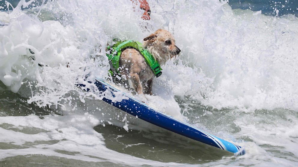 Tierisch gut: Surf-Sensation auf vier Pfoten