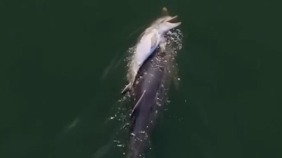 Trauernde Delfin-Mutter trägt totes Kalb durchs Meer