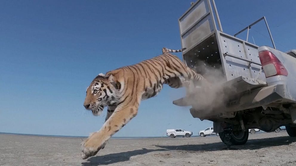 Amur-Tiger in Kasachstan wieder angesiedelt