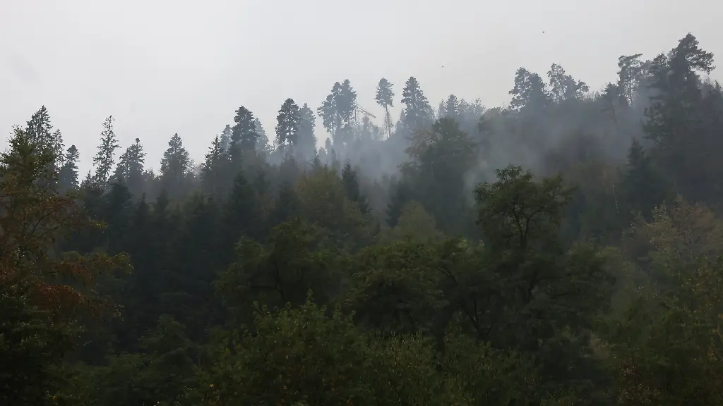 Schutz vor Waldbränden durch Laubbäume