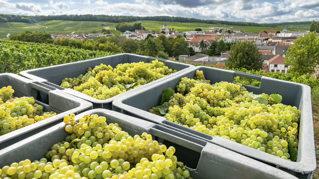 Klimawandel beeinflusst Weinlese in der Champagne