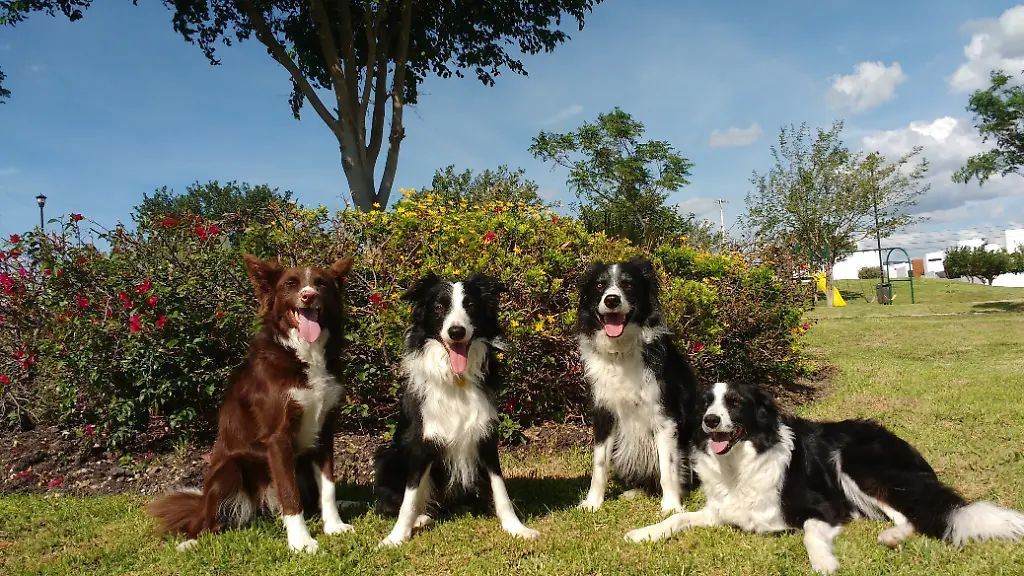 Wie Hunde menschliche Emotionen in Gesichtsausdrücken erkennen