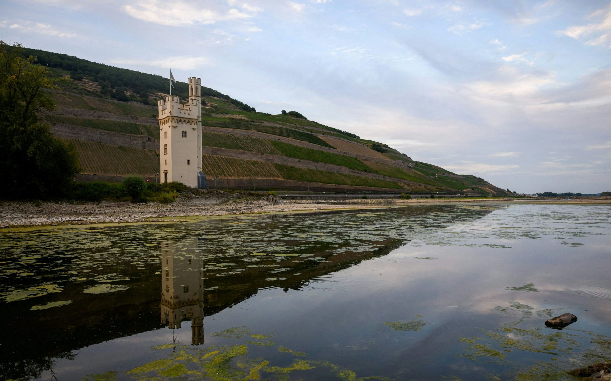 Niedrige Wasserstände am Rhein beeinflussen Wirtschaft und Tourismus