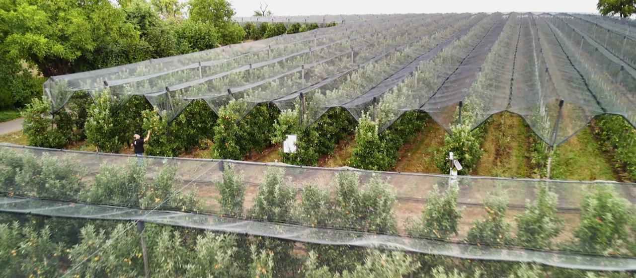 Heimischer Obstanbau: Herausforderungen und Lösungen für Apfelbauern in Zeiten des Klimawandels