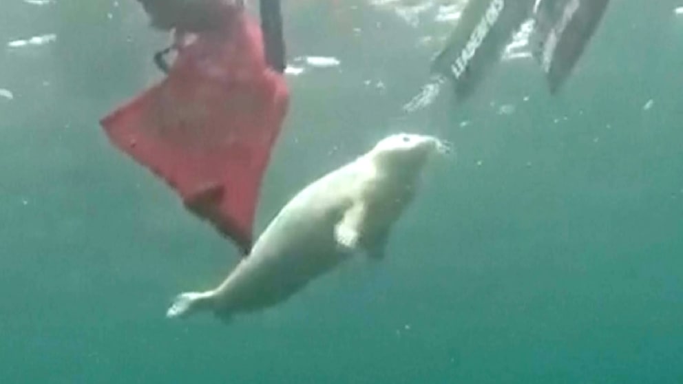 Seltene Begegnung im Ostmeer: Robbe kuschelt mit Tauchern