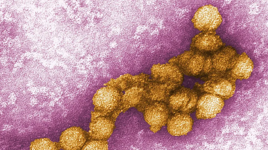 West-Nil-Virus fordert fünf Todesopfer in Nordmazedonien