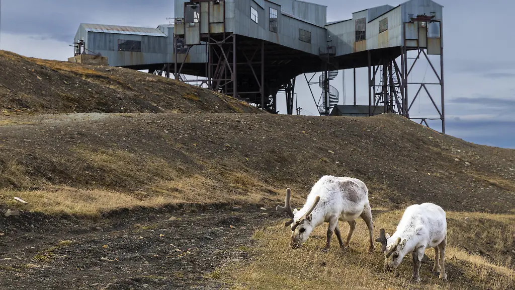 Rätselhafte Todesfälle von Rentieren auf Spitzbergen untersucht