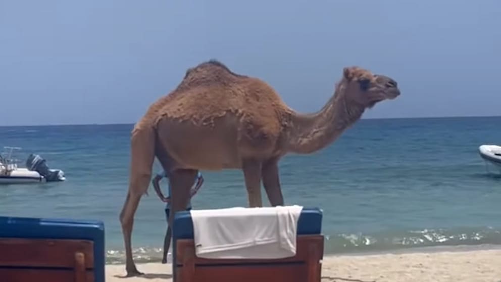 Dromedar sorgt für Aufsehen am Strand
