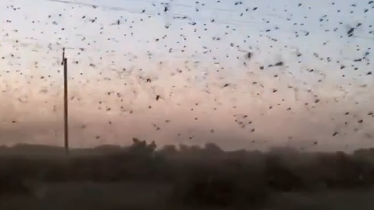 Heuschrecken-Invasion: Schwärme in Russland