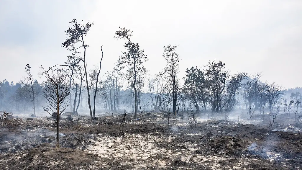 Frankreichs Bemühungen nach den Bränden: Eine klimaresistente Aufforstung