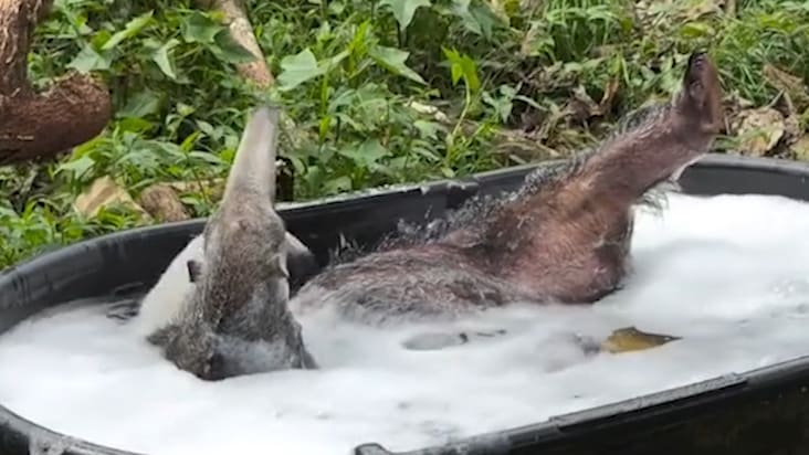 Ameisenbär geht viral mit Schaumbad