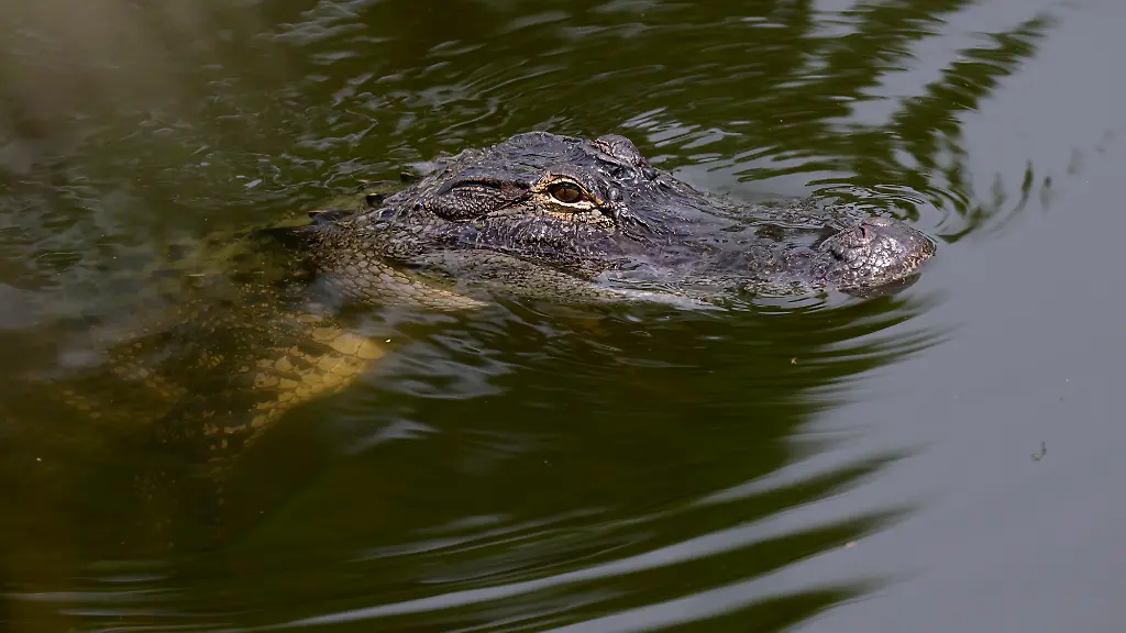 Dramatischer Alligatorangriff in Florida: Frau schwer verletzt