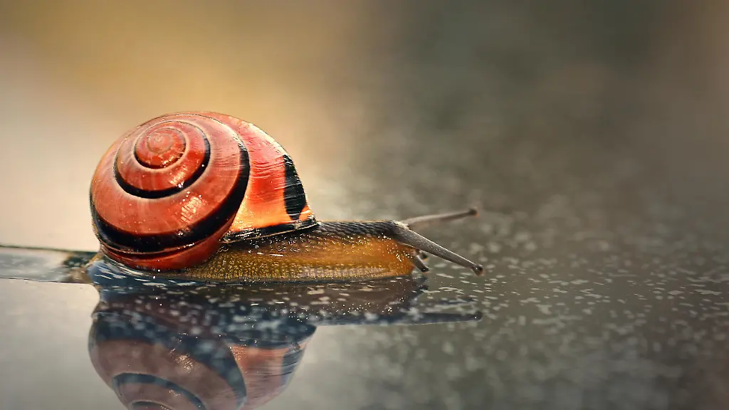 Die Vielfalt des Schneckenschleims: Fünf Arten entdeckt