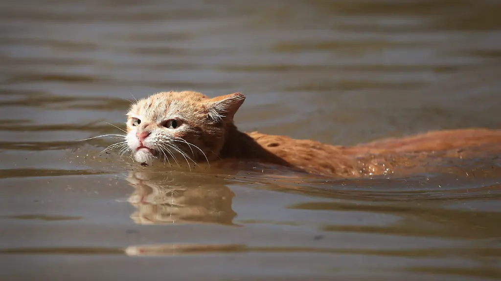 Katze verursacht Wasserschaden in Baden-Baden