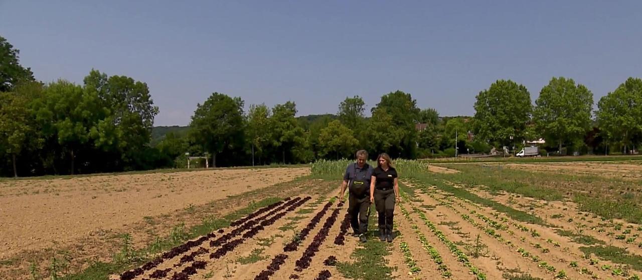 Trockenheit führt zu massiven Ernteausfällen
