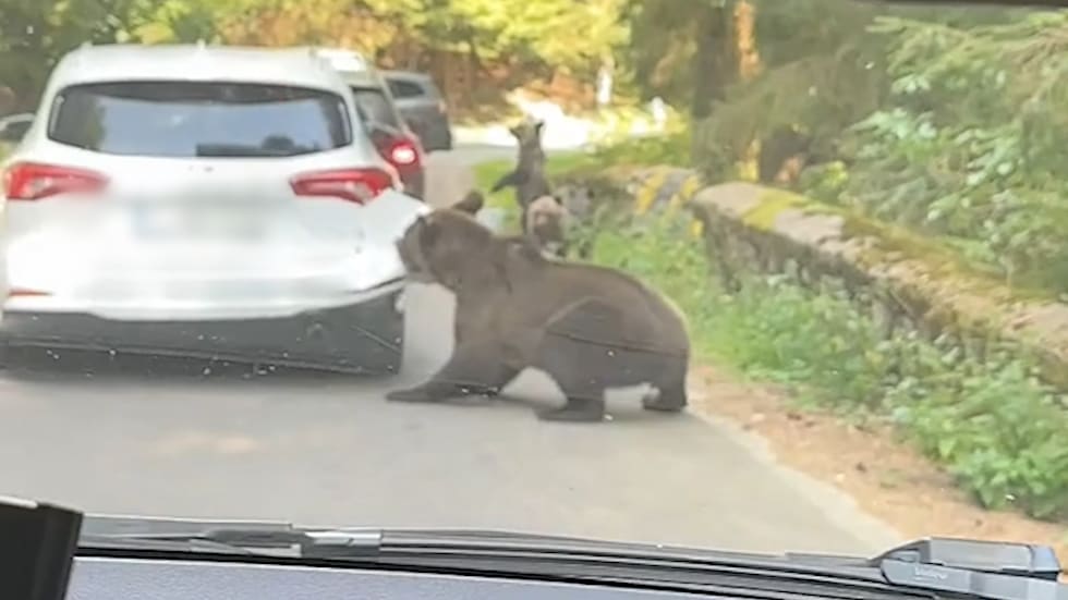 Bärenangriff in Rumänien: Auto von Braunbär zerstört