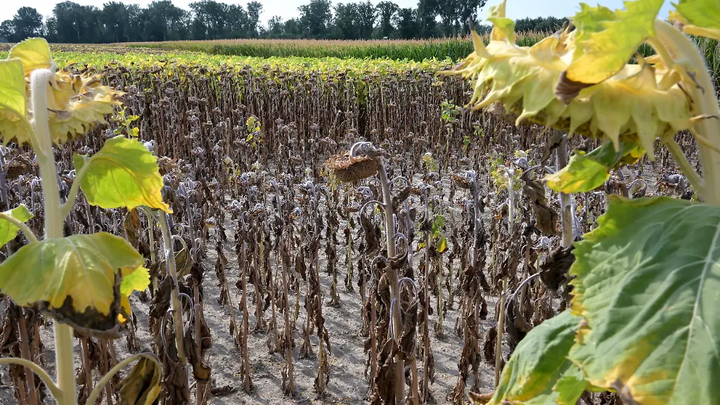 Rekordhitze in Österreich führt zu schweren Ernteausfällen