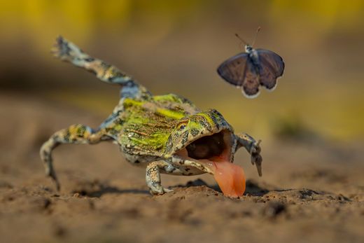 Faszinierende Tierwelt in beeindruckenden Bildern
