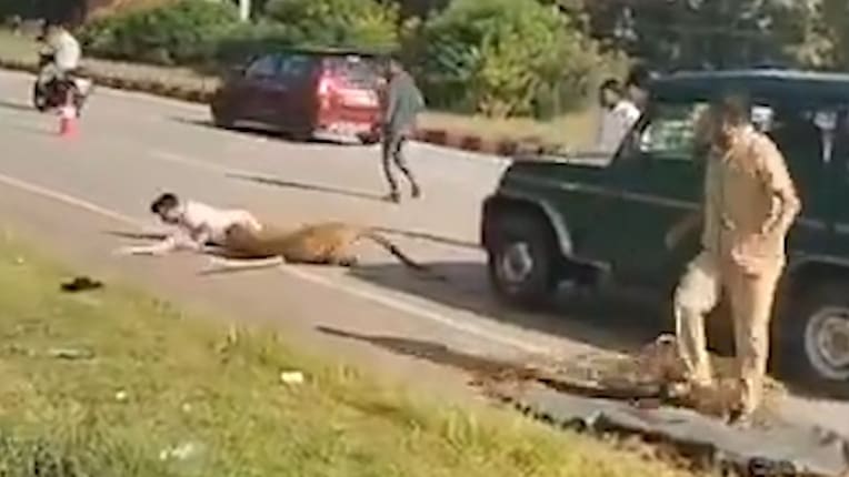 Mann wird von Leopard attackiert, während er helfen möchte