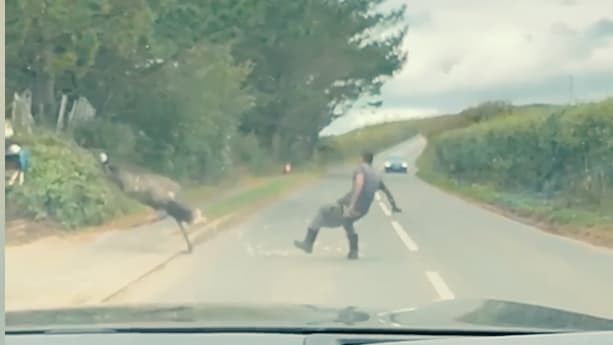 Zweikampf zwischen Emu und Mann in Devon