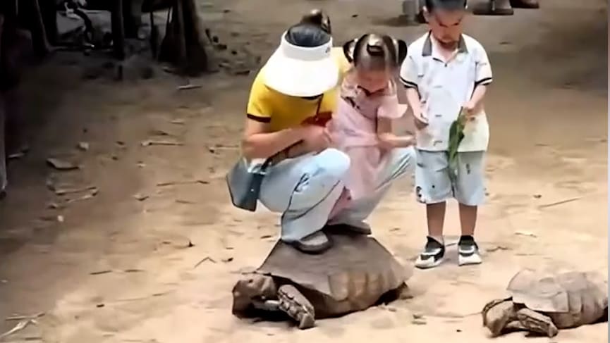 Tierquälerei-Vorwurf im chinesischen Zoo