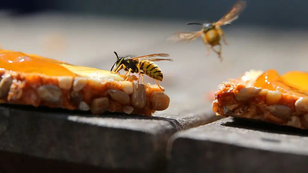 Erste Hilfe bei Bienen- und Wespenstichen: So geht’s richtig