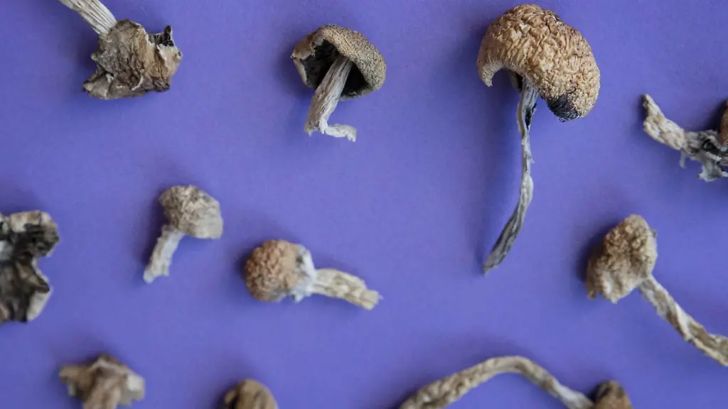 Überraschende Erkenntnisse über Psilocybin und seiner möglichen Rolle in der Chemotherapie