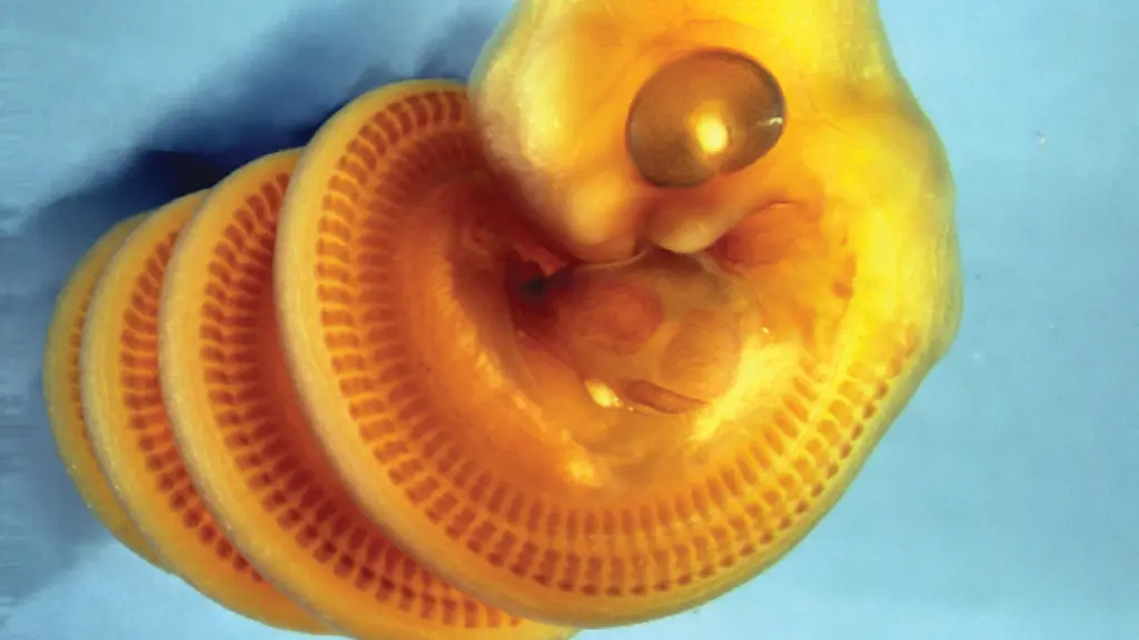 Forschung enthüllt Geheimnis der Schlangenembryos