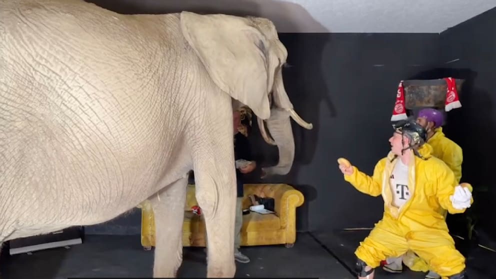 Tierschützer alarmiert über Misshandlung von Elefanten in Livestream
