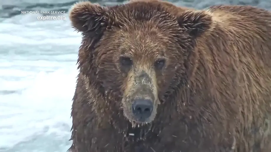 Fat Bear Week im Katmai-Nationalpark